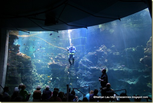 Diver Dave Chan in the Philippine Reef Tank at the California Academy of Sciences