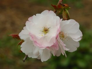 [Japanese Cherry Blossom[5].jpg]