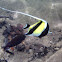 Moorish idol