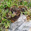 fungus