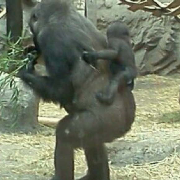 Spotting Image 1