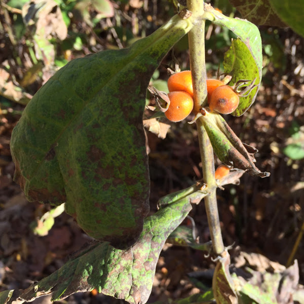 Orangefruited Horsegentian Project Noah