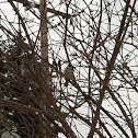 Black-capped Chickadee