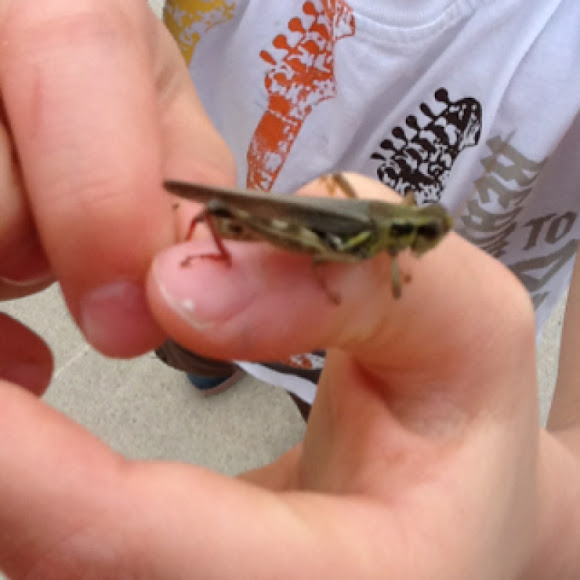 Spotting Image 1