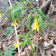 Largeflower Bellwort