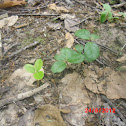Wintergreen