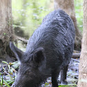 Feral Pigs