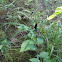 Ebony Jewelwing