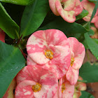 Crown of Thorns