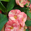 Crown of Thorns
