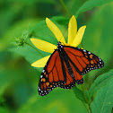 Monarch butterfly