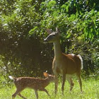 White-tailed deer