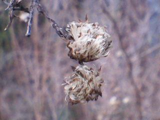 Spotting Image 1