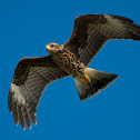 Female Snail Kite