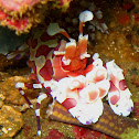 Harlequin shrimp
