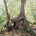 roots