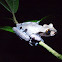 Spiny-headed Tree Frog