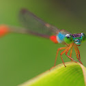 Ornate Coraltail or Bi-coloured Damsel 