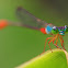 Ornate Coraltail or Bi-coloured Damsel 