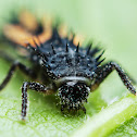 Lady Bug Larva