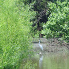 Great Egret