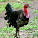 Australian Brush Turkey