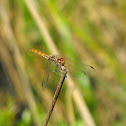 dragonfly