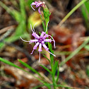 Cylindrical Blazing Star
