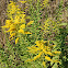 Giant Goldenrod