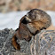 Yellow-bellied Marmot