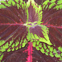 Coleus