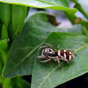 Zebra Spider