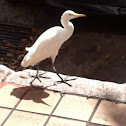 Cattle Egret