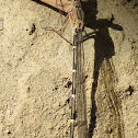 damsilfly