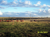 Venta De Campos En Uruguay