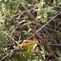 European mantis
