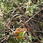 European mantis