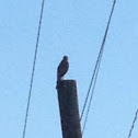 Cooper's Hawk