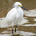 Snowy Egret