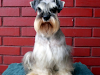 Busca Novia Schnauzer Miniatura Inscrito