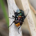 Snail Parasitic Blowfly