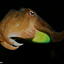 Cuttlefish