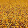 Daisy Field