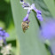 Honeybee