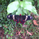 Crimson Rose(Male)