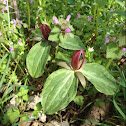 Wake Robin/ Sweet Betsy trillium