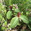 Wake Robin/ Sweet Betsy trillium