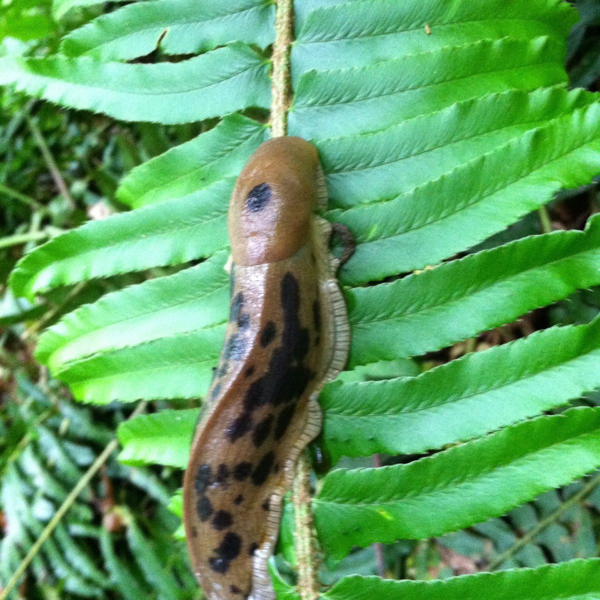 Banana slug
