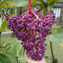 Medinilla magnifica