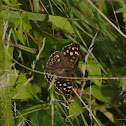 Speckled Wood